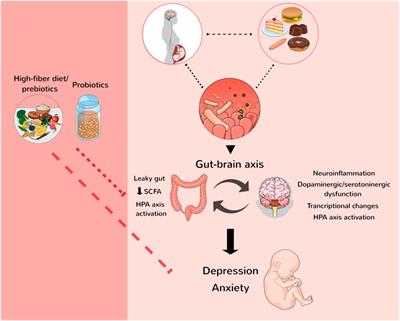 Mood Disorders Induced by Maternal Overnutrition: The Role of the Gut-Brain Axis on the Development of Depression and Anxiety